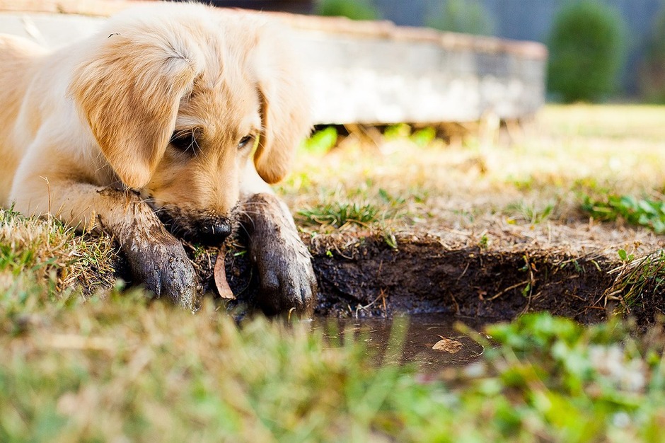 "Muddy puppy paws!"