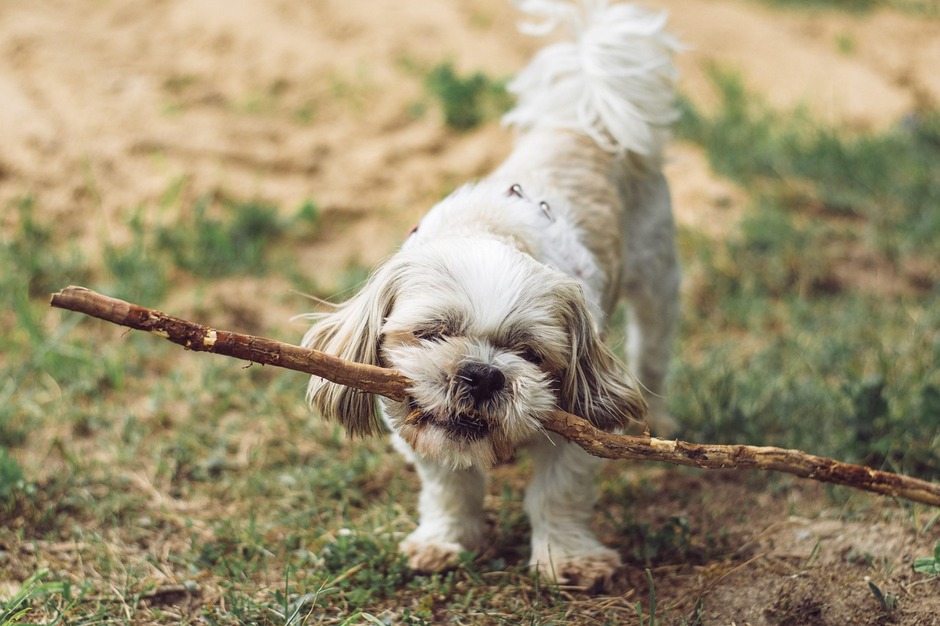 "Small puppy conquering a big stick!"