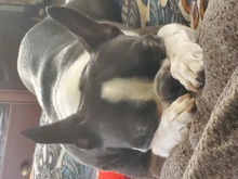 Sleepy Gentleman Jake