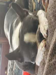 Sleepy Pup Winner 2023